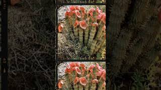 Hoodia gordonii [upl. by Austina]