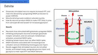 Neuronal Stimulation Triggers Glycolysis Not Lactate Uptake [upl. by Joel828]