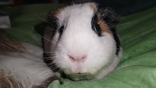 Sweet Jasmine the Guinea pig ❤️ [upl. by Nohtiek]