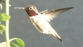 Slow Motion Hummingbirds 1 HD 720p V03979 [upl. by Ahseyn773]