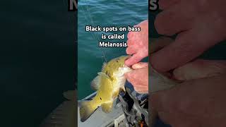 Black spots on bass is called melanosis fishing melanosis [upl. by Ellicec888]