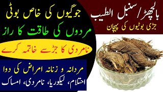 BalchadBalchar Ki Pehchan Aur Fawaid  Musk Root Health Benefits  Balchar Kamal Ki Jari Boti [upl. by Naryt649]