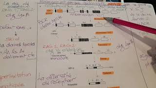 Immunologie polymorphisme la recombinaison somatique au niveau de la moelle osseuse [upl. by Enelrats]