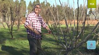 Poda intensiva de la higuera Intensive pruning of fig tree [upl. by Nyleuqaj]