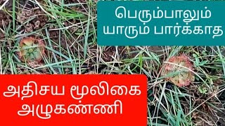 Azhukanni  Drosera burmannii  medicinal plants and their uses  herbs  mooligai  herbal remedies [upl. by Raymund]