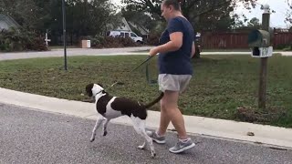 Standard Collar vs Prong Collar  Dog Training [upl. by Murial736]