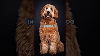 Australian Cobberdog Hidden facts shorts ytshorts youtubeshorts trending dog [upl. by Pappano515]