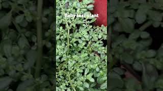 pilea microphylla plant artilleryplantrockweedplantartilleryfernbabytearplant [upl. by Tonry]