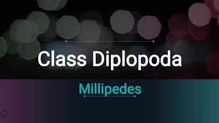 Class diplopoda  millipedes [upl. by Aihsenrad280]