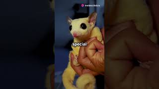 Sugar Glider  Short [upl. by Alvera]