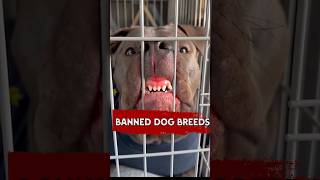 4 Dog Breeds Under Fire Should They Be Banned in the UK 😱 didyouknow dog dogbreed angrydog [upl. by Nauqet]