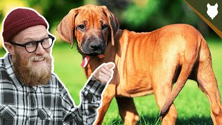 What To Do With A NEW RIDGEBACK PUPPY [upl. by Farrow]