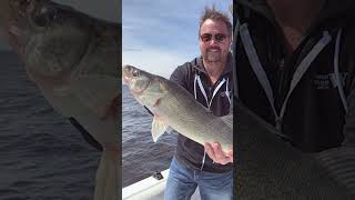 Lake of the Woods Fishing amp Fun  Slideshow of Open Water Season Catches [upl. by Goober]