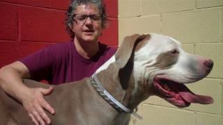 A5038688 Huero  Great Dane  Pit Bull [upl. by Ailaro424]