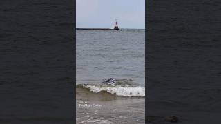 MERMAID IN THE WAVES Manistee MI [upl. by Latreece]