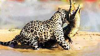 Jaguar Attacks CrocodileNational Geographic Wild Animals Fights Documentary [upl. by Caressa776]