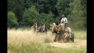 Starke Pferde Die Mahd von Naturschutzflächen [upl. by Margery154]