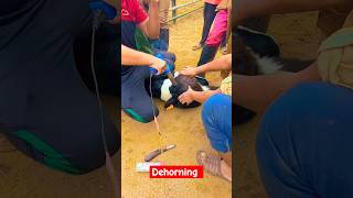 Disbudding dehorning calves shortvideo viral shorts [upl. by Nagard]