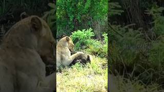 wildanimals lions attack edit [upl. by Shepley]