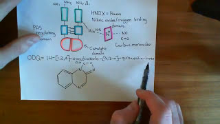 Soluble Guanylate Cyclase Part 5 [upl. by Etnud]