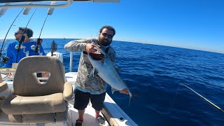 Mangroves and Amberjacks [upl. by Anytsirk]