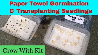 Paper towel seed germination  Transplanting seedlings [upl. by Nennarb686]