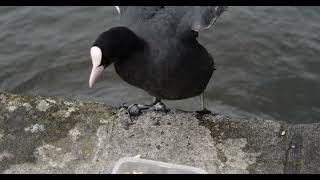 Coot jumping out on the way to grab some oats in slowmotion Blässhuhn in Zeitlupe meerkoet coot [upl. by Darline]