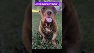 PITBULL RESGATADA PRATICAMENTE SEM VIDA UM MILAGRE ACONTECEUcachorro adote dog resgate rescue [upl. by Schiff]