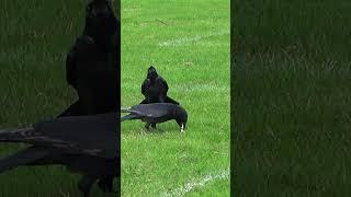 Crow Sounds  What Are They Saying  Park Crows [upl. by Nilek]