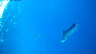 Sailfish Strike Rapala Trolling Lure Recorded by Spydro Camera on my Hobie PA 14 [upl. by Yentruok]