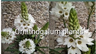 How to grow n care of Ornithogalum plantsChincherincheeOrnithoqalum youtubeshorts shortvideo [upl. by Alissa859]