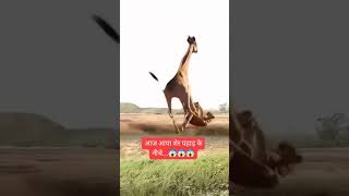 viralvideo funny giraffe Ne Le Li Chita ki Jaan shorts [upl. by Samohtnhoj]