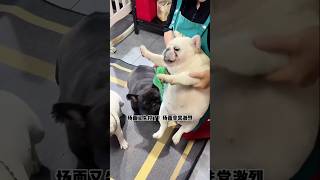 Is this a test of temperament dog bulldog fighting [upl. by Elockin131]