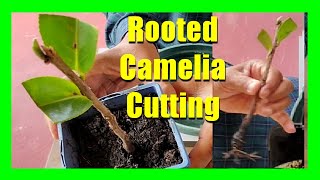 How To Grow Camellias From Cuttings  Camellia Plant Propagation From Cuttings [upl. by Eilraep]