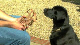 Dog Muzzle Training  How to muzzle a dog [upl. by Marzi]