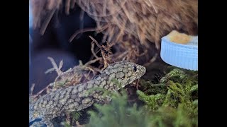 Unboxing a Rare Reptile Chameleon Gecko Care and Bioactive Setup [upl. by Hildegaard]