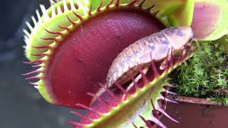 Best Venus Flytrap Trapping Compilation 2018 [upl. by Ahcarb]