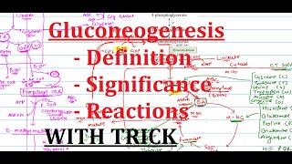 14 Gluconeogenesis  In depth concept but extremely simple  Biochemistry [upl. by Snave]