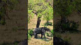 Kruger Elephant In The Shade  Wildlife ShortsAfrica [upl. by Asenej682]