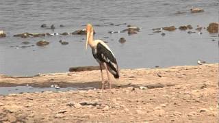 Grey Heron and Stork [upl. by Arreis]