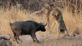 1 Male Lion vs 100 Buffaloes  The Courage Of A Male Lion [upl. by Jairia189]