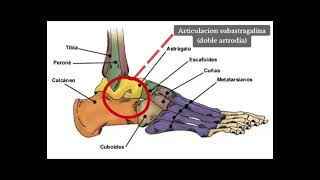 Goniometria del tobillo [upl. by Charin388]