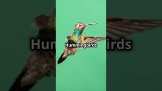 10 Fun Facts About the Hummingbird [upl. by Ailemak]