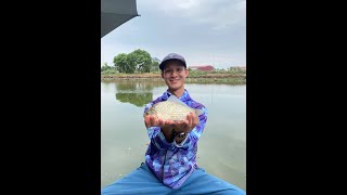 Báo cá diếc đầu mùa fishing fish carpfishing fishinglife cauca bassfishing funny carp [upl. by Albina]