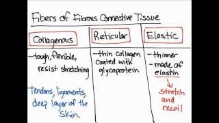 Fibers of Fibrous Connective Tissue [upl. by Eelyma874]