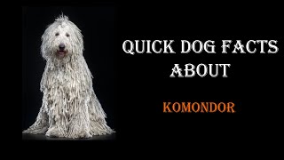 Quick Dog Facts About The Komondor [upl. by Derdlim]