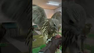 Bird falcon training bird explore animals [upl. by Eve]