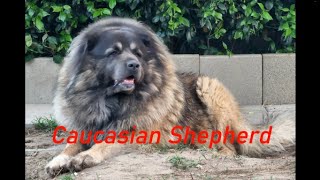 If you thinking about getting a Caucasian shepherd Watch this first Caucasian shepherd explained [upl. by Foushee918]