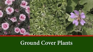 18 Great Ground Cover Plants  Choose the Best for your garden [upl. by Engel]