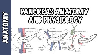 Pancreas Clinical Anatomy and Physiology [upl. by Rimidalg]